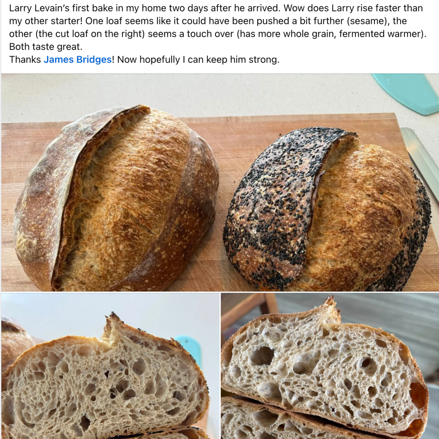 Chef James Bridges Official Sourdough Starter