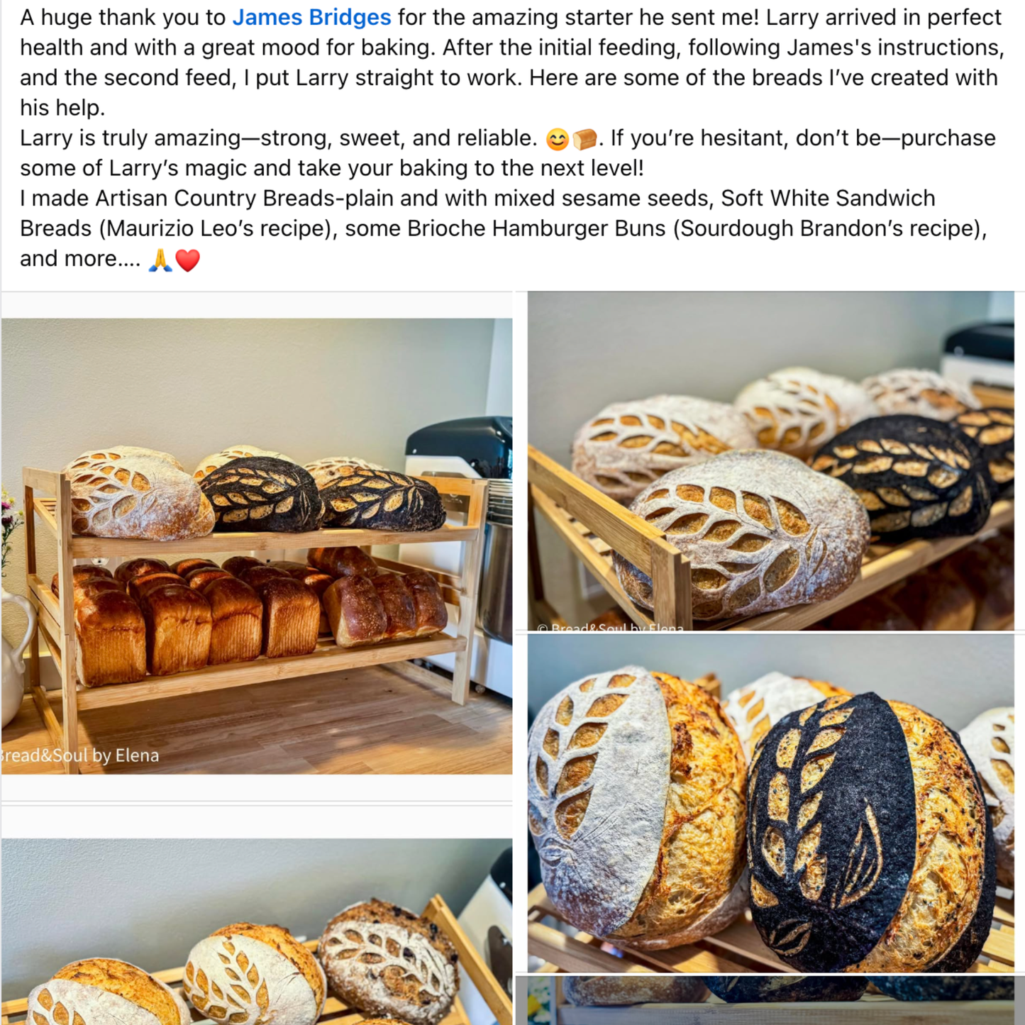 Chef James Bridges Official Sourdough Starter